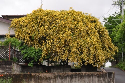 モッコウバラ 刺がないつるバラ 花蝶鳥風ー散歩道の花々