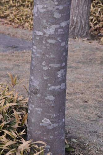 樹皮(5)~コブシ・シラカシ・ヒマラヤスギ : 花蝶鳥風ー散歩道の花々
