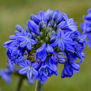 shikoku-garden_agagbg1