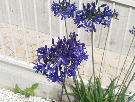 P_20190713_084916_HDR