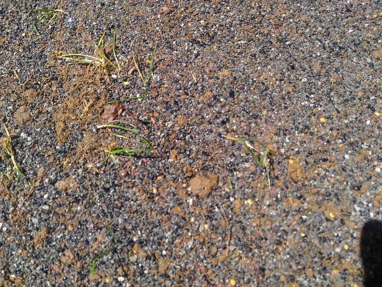 西洋芝の張り替え 知恵ののたん De にゃんげるげってぃ っ D っ ﾊｧﾊｧ