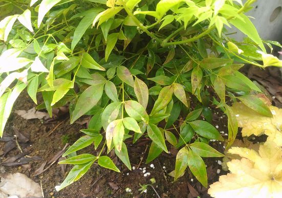 ナンテン トワイライト レモンライム ２年目 知恵ののたん De にゃんげるげってぃ っ D っ ﾊｧﾊｧ