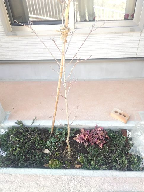 ハナミズキ植え替え 知恵ののたん De にゃんげるげってぃ っ D っ ハァハァ ハナミズキ植え替え 知恵ののたん De にゃんげるげってぃ っ D っ ハァハァ