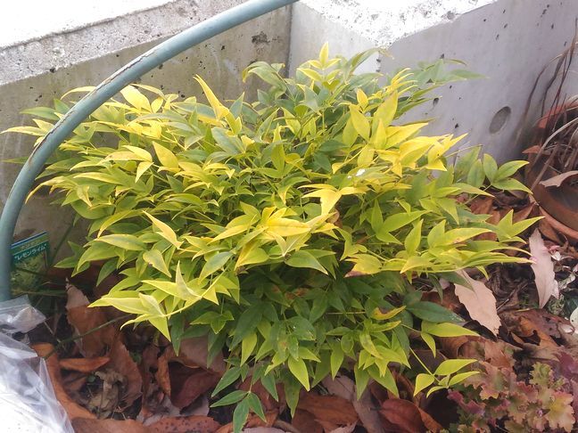 ナンテンって常緑だっけ 知恵ののたん De にゃんげるげってぃ っ D っ ハァハァ ナンテンって常緑だっけ 知恵ののたん De にゃんげるげってぃ っ D っ ハァハァ