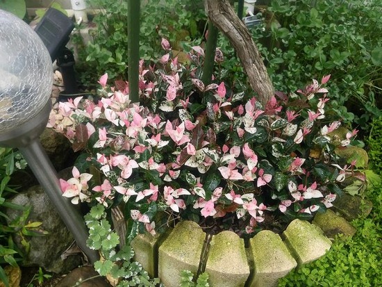 P_20190721_103202_HDR