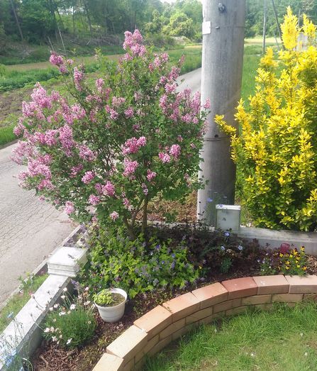 ハクロニシキとドワーフライラック 猫 知恵ののたん De にゃんげるげってぃ っ D っ ﾊｧﾊｧ