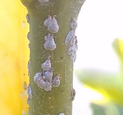 マサキが病気 知恵ののたん De にゃんげるげってぃ っ D っ ﾊｧﾊｧ