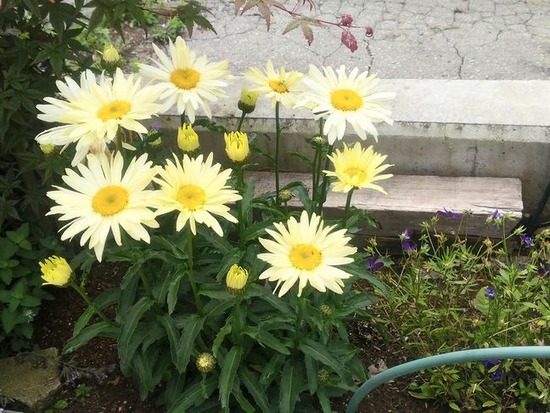 P_20190720_105208_HDR