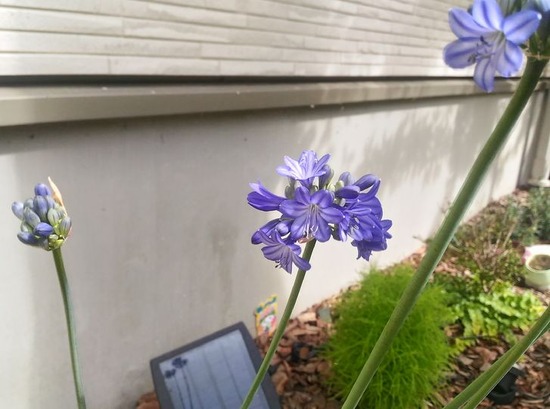 P_20190713_084750_HDR