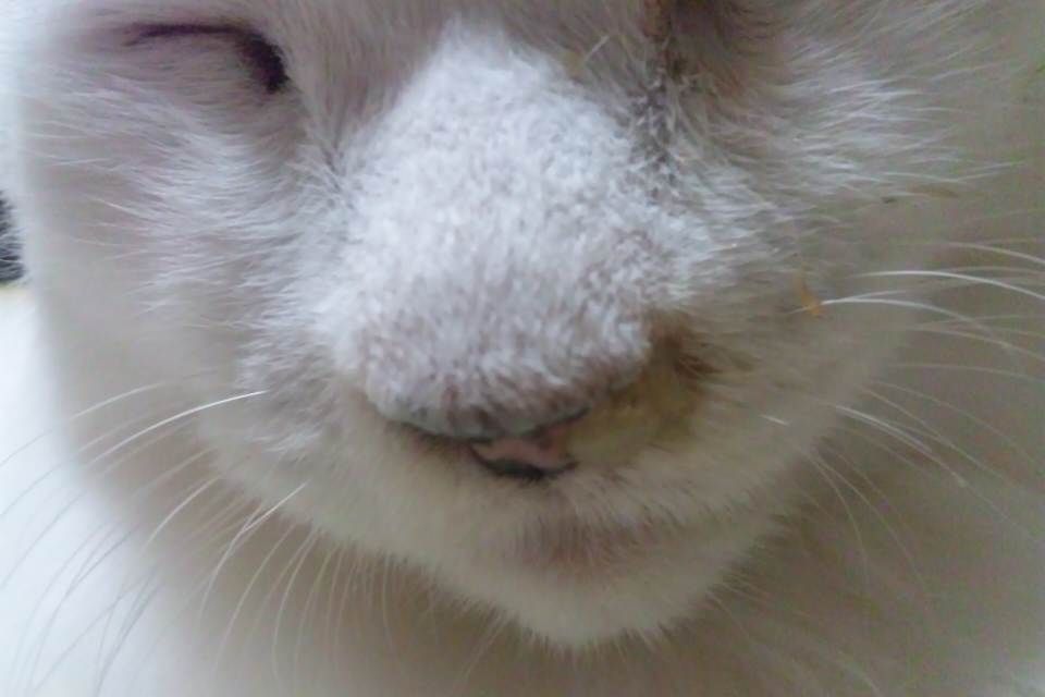 青っぱな