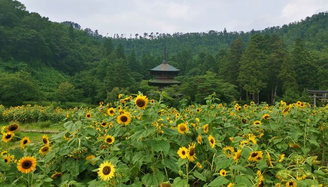 安久津八幡神社の三重塔前に咲くヒマワリ畑が見頃です 手打ちそば伊澤 ロッジイザワ 伊澤商店