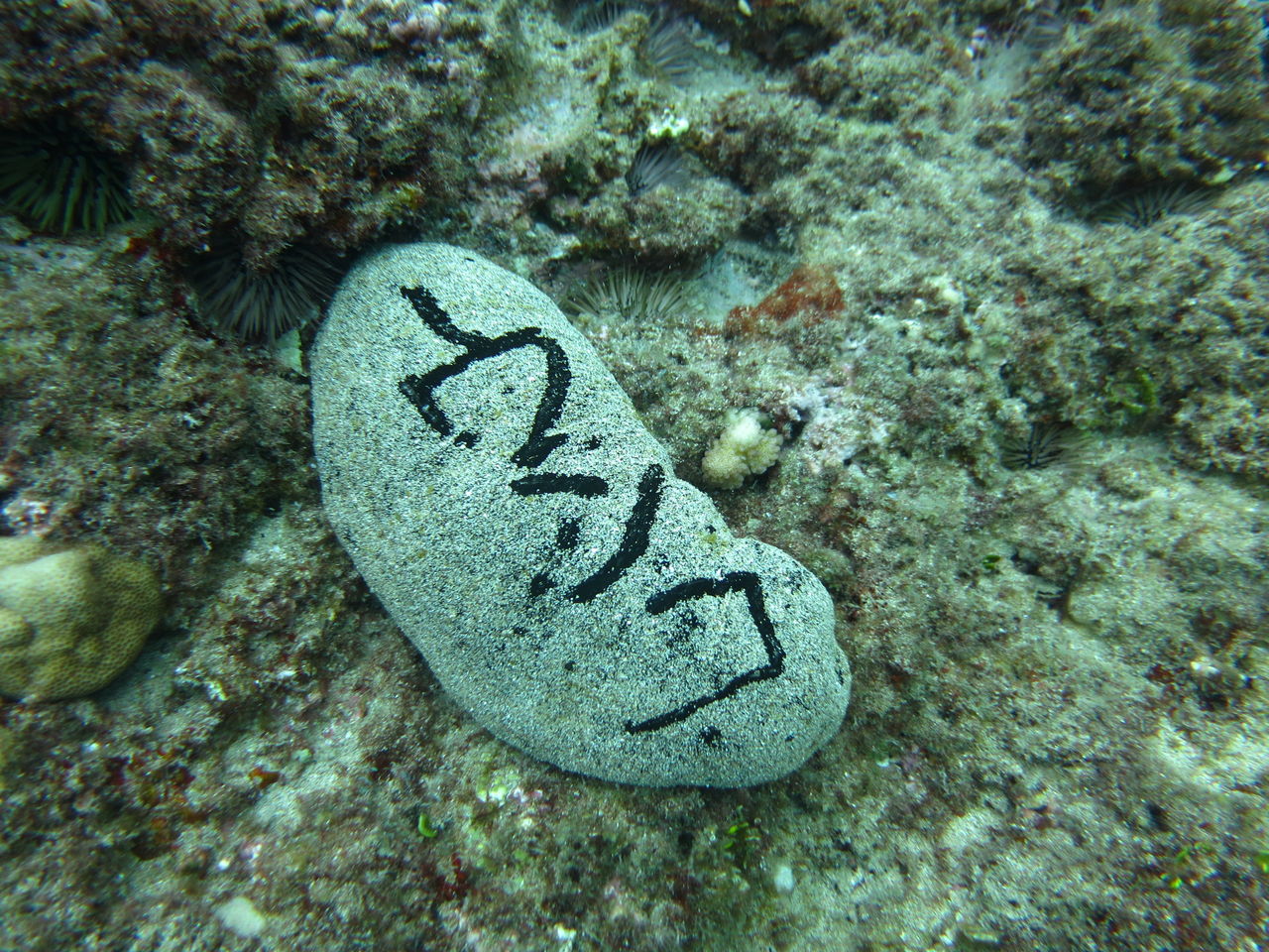 ハワイの海でダイビングぅ 西川名だより ハワイの海でダイビングぅ 西川名だより