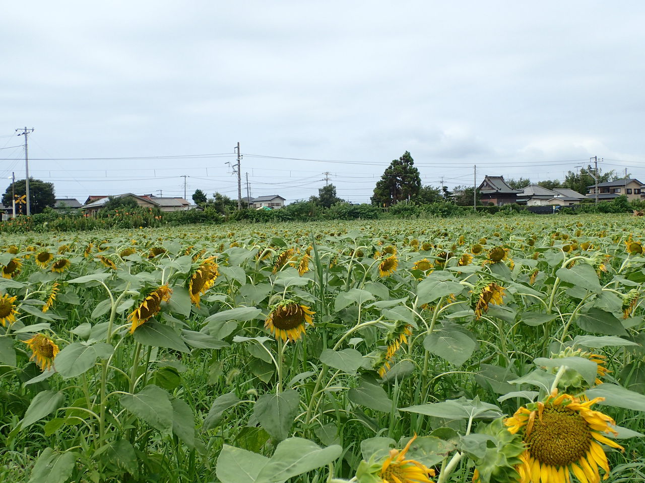 館山のひまわり畑 西川名だより