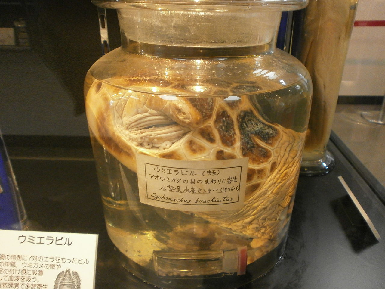 目黒寄生虫館 西川名だより