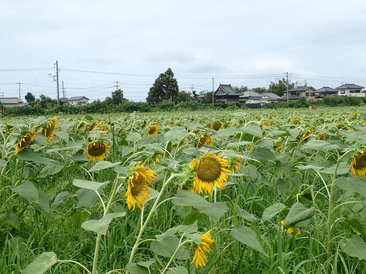 館山のひまわり畑 西川名だより