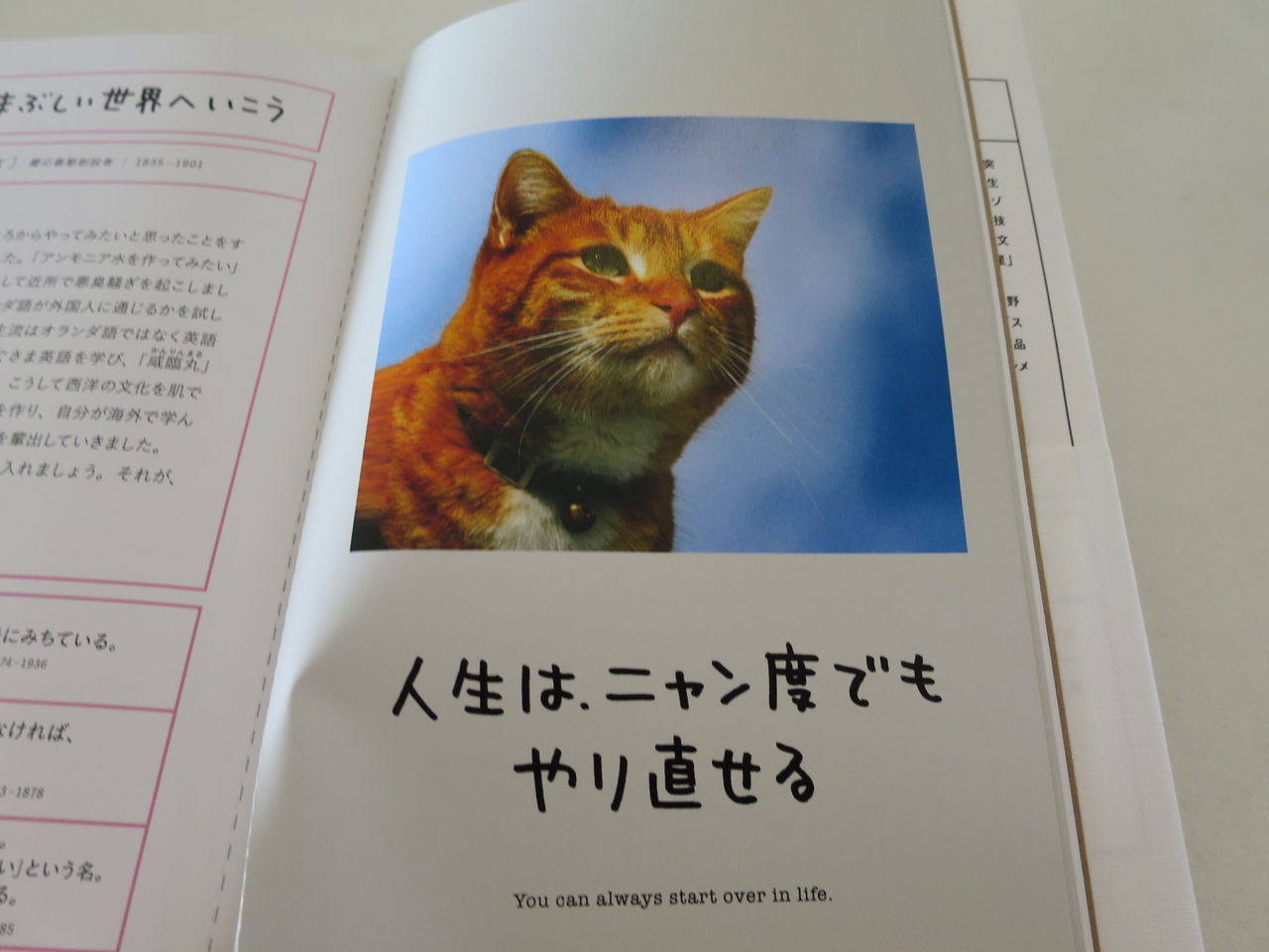 人生はニャンとかなる 西川名だより