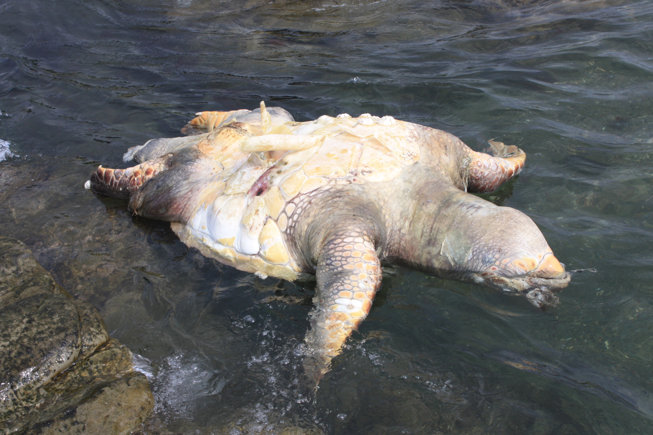 Images Of 土左衛門 Japaneseclass Jp