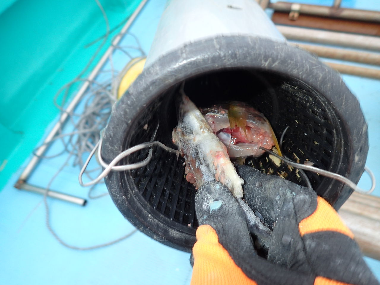 ウツボ獲り 西川名だより
