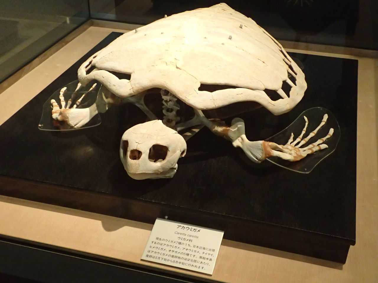 アオウミガメの骨 骨格標本 進化