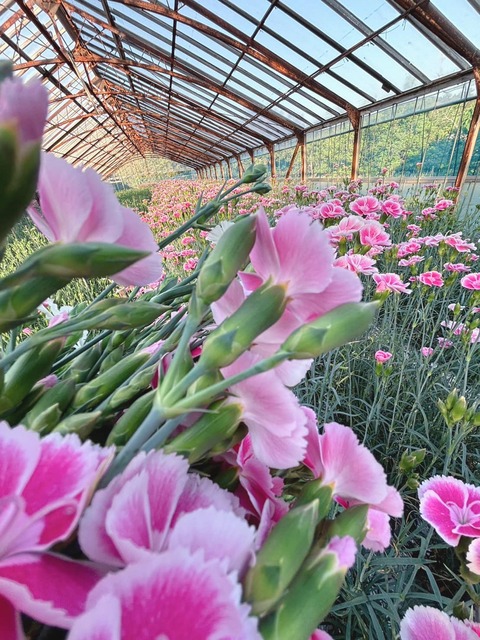 440451232_893519555913334_3002658402925492471_n