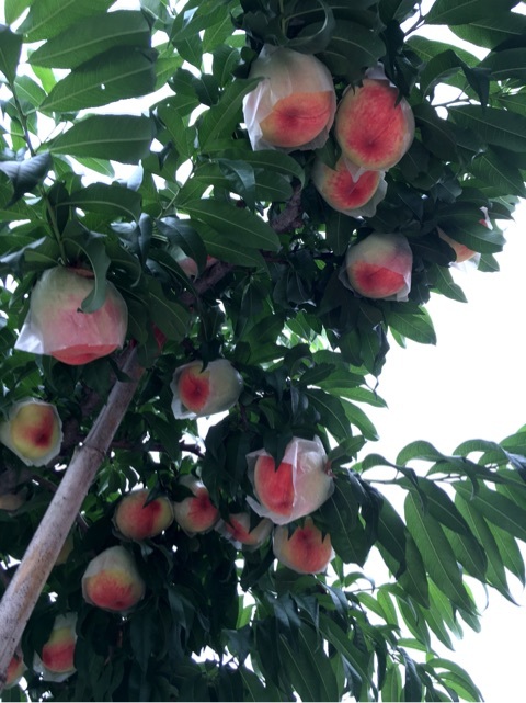 {68808BA0-2390-4CB6-945D-30CD1DD3A716}