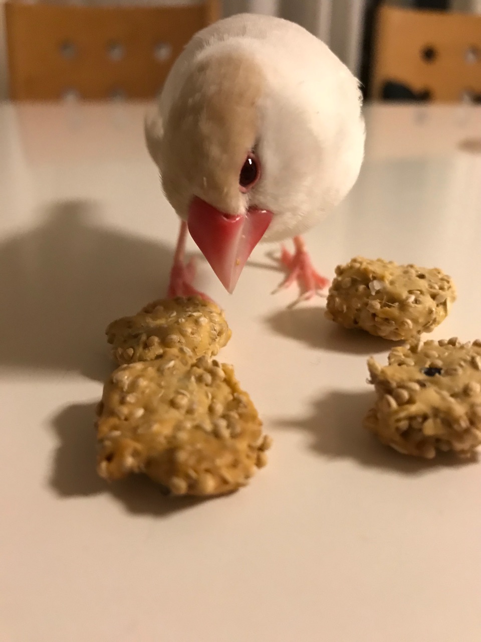 温度調整可能なウマパントースター ノープラン生活