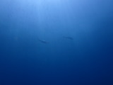 �ҥ�ʥ�����ѥ�
