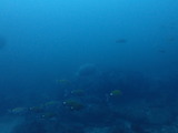 アオウミガメ