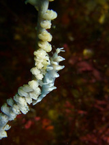 ビシャモンエビ