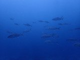 カンパチの群れ