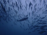 P8033825
