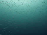 ウルメイワシの群れ