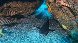 ドチザメ