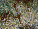 ���ߥ��ꥦ��