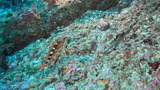 フタスジタマガシラとカサゴ