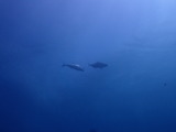 ����ѥ�