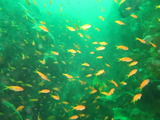 キンギョハナダイの群れ
