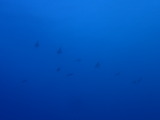�����ꥤ��