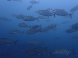 カンパチの群れ