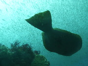 P1020957