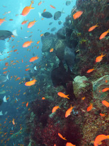 キンギョハナダイとヒゲダイ、クエ