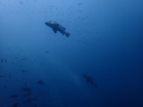 ヒゲダイ