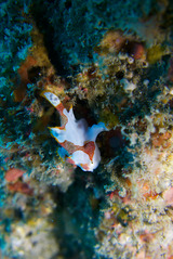 ���ޥɥꥫ���륢�󥳥�