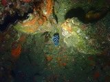 タテジマキンチャクダイ 幼魚