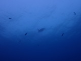 �������ߥ���