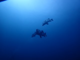 ヒゲダイ