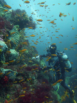 ���󥮥�ϥʥ����η��졢������˥�����ϥʥ�������