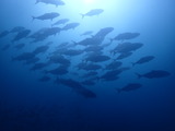 カンパチの群れ