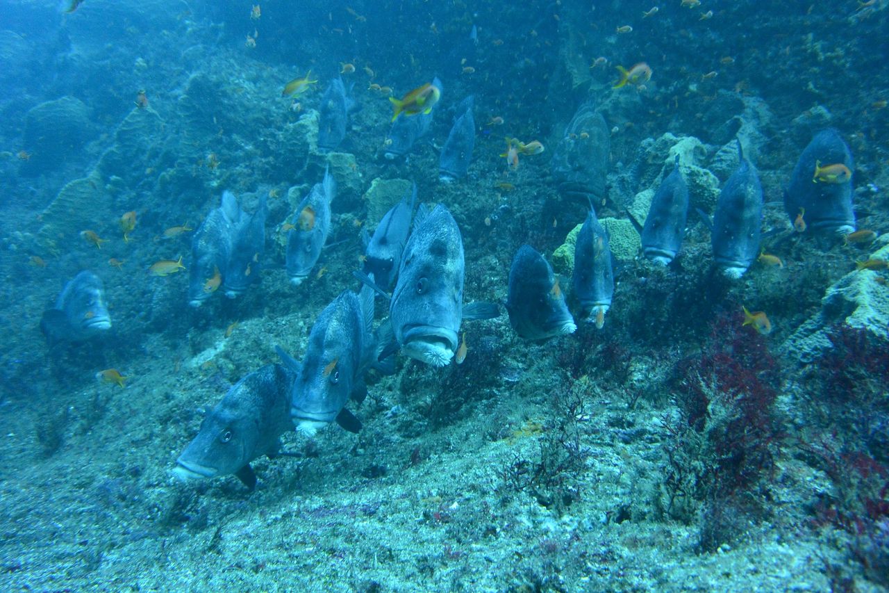 アジアコショウダイ幼魚のクネクネダンス 西川名海況速報