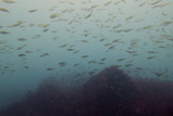マアジの群れ
